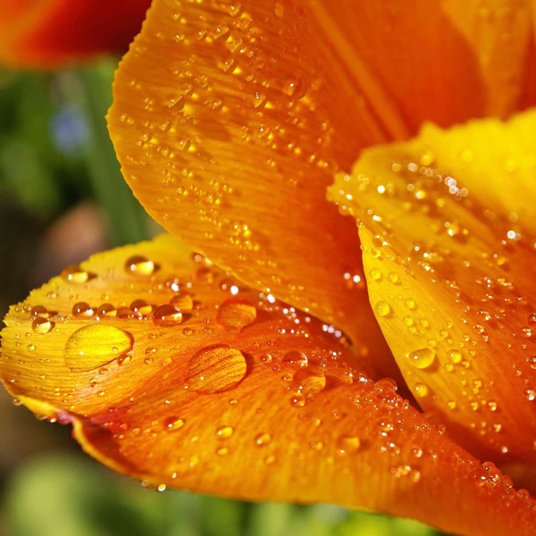 Rain - Healing 432hz Music and Nature Sounds for Relaxation, Deep Sleep and Meditation album cover