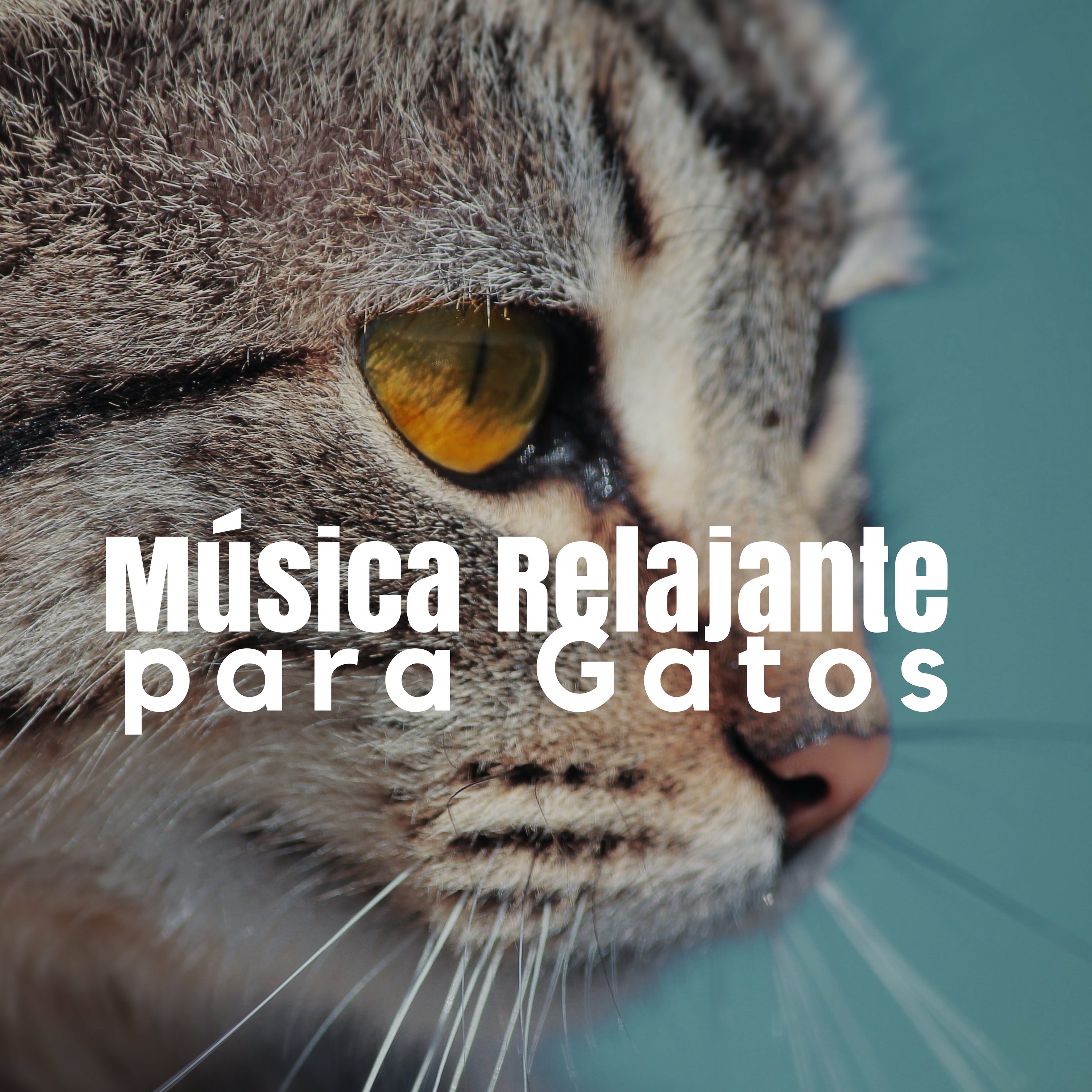 Música Relajante para Gatos 🐱 Sonidos de la Naturaleza y Música Calma para Relajar Gatos y Gatitos  album cover