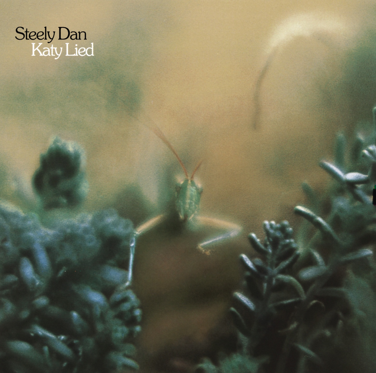 Katy Lied album cover