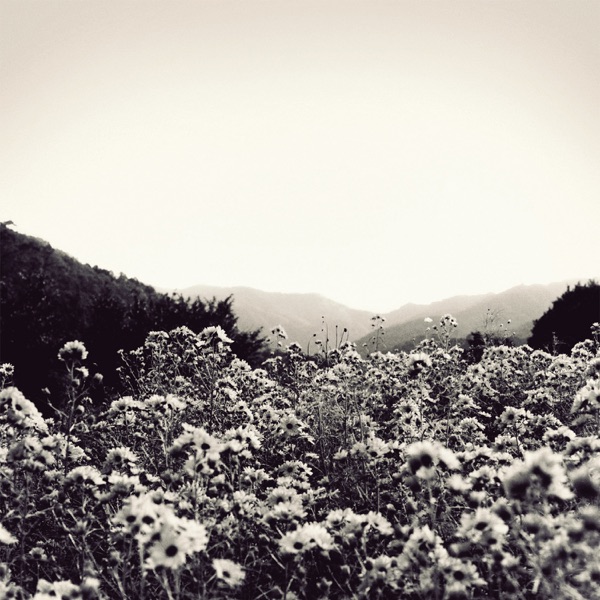 The Bull Head Emperor album cover