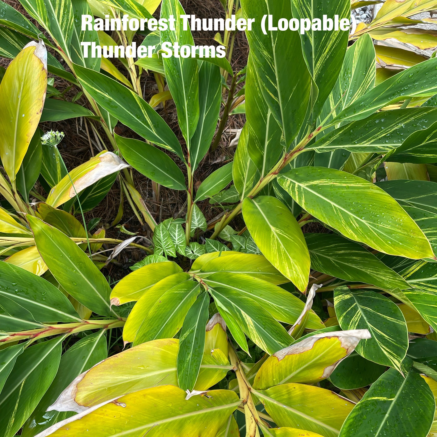 Rainforest Thunder - Single album cover