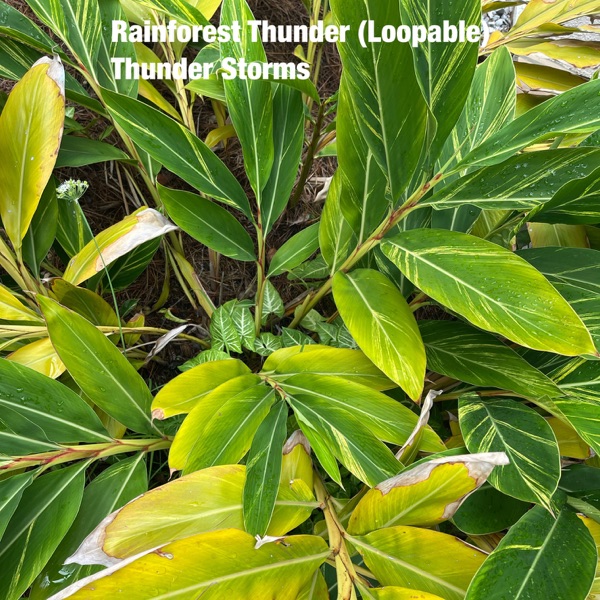 Rainforest Thunder - Single album cover