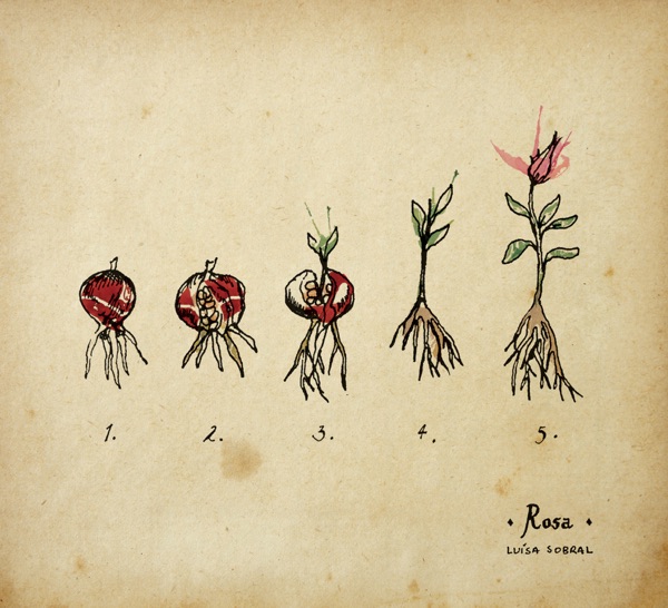 Rosa album cover