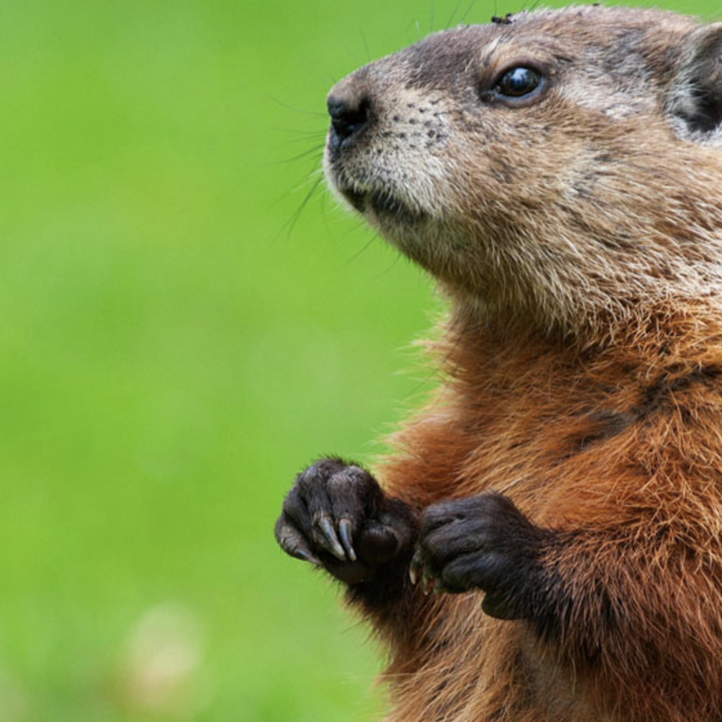 woodchuck (feat. woody) - Single album cover