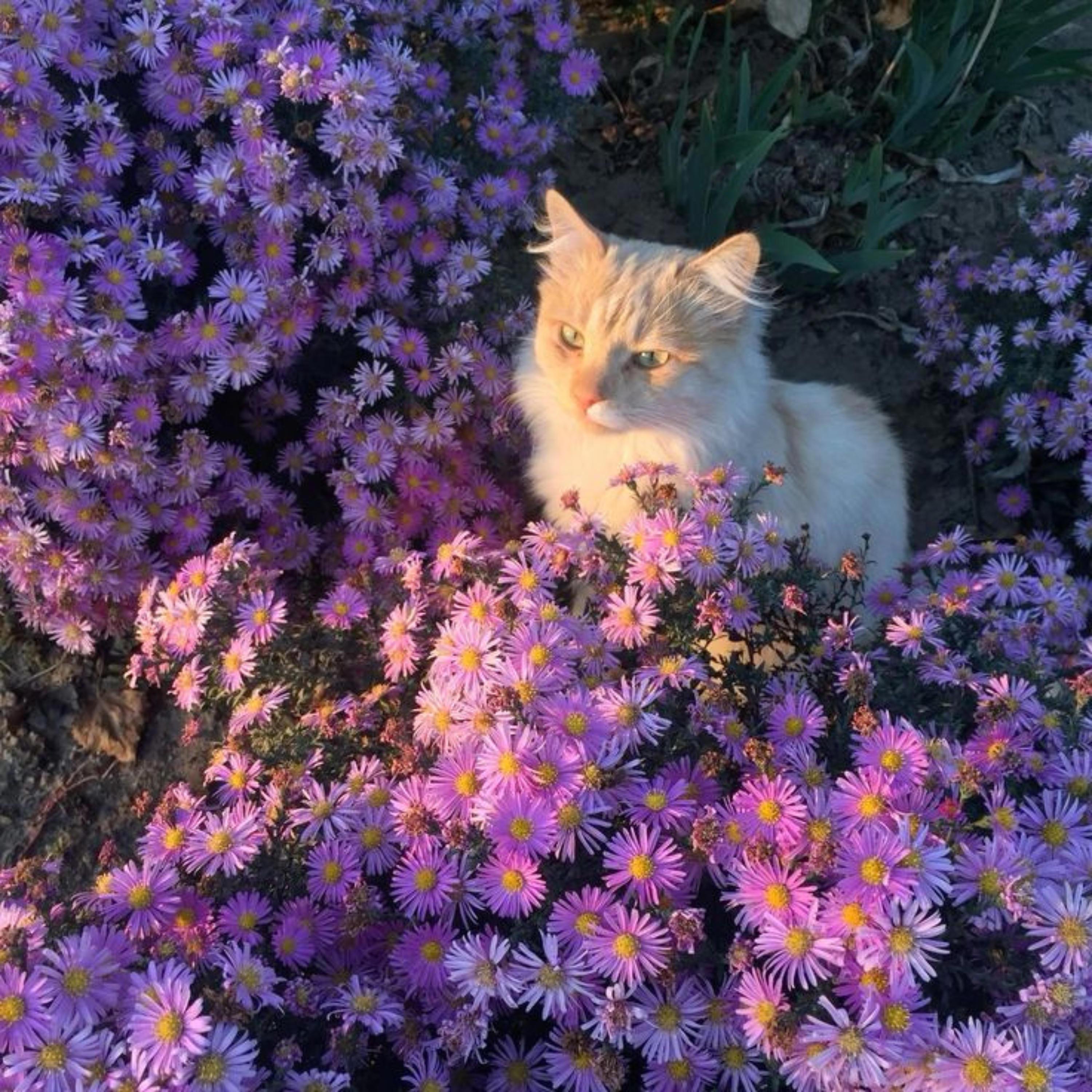 Final Fantasy Mini Tributes - EP album cover