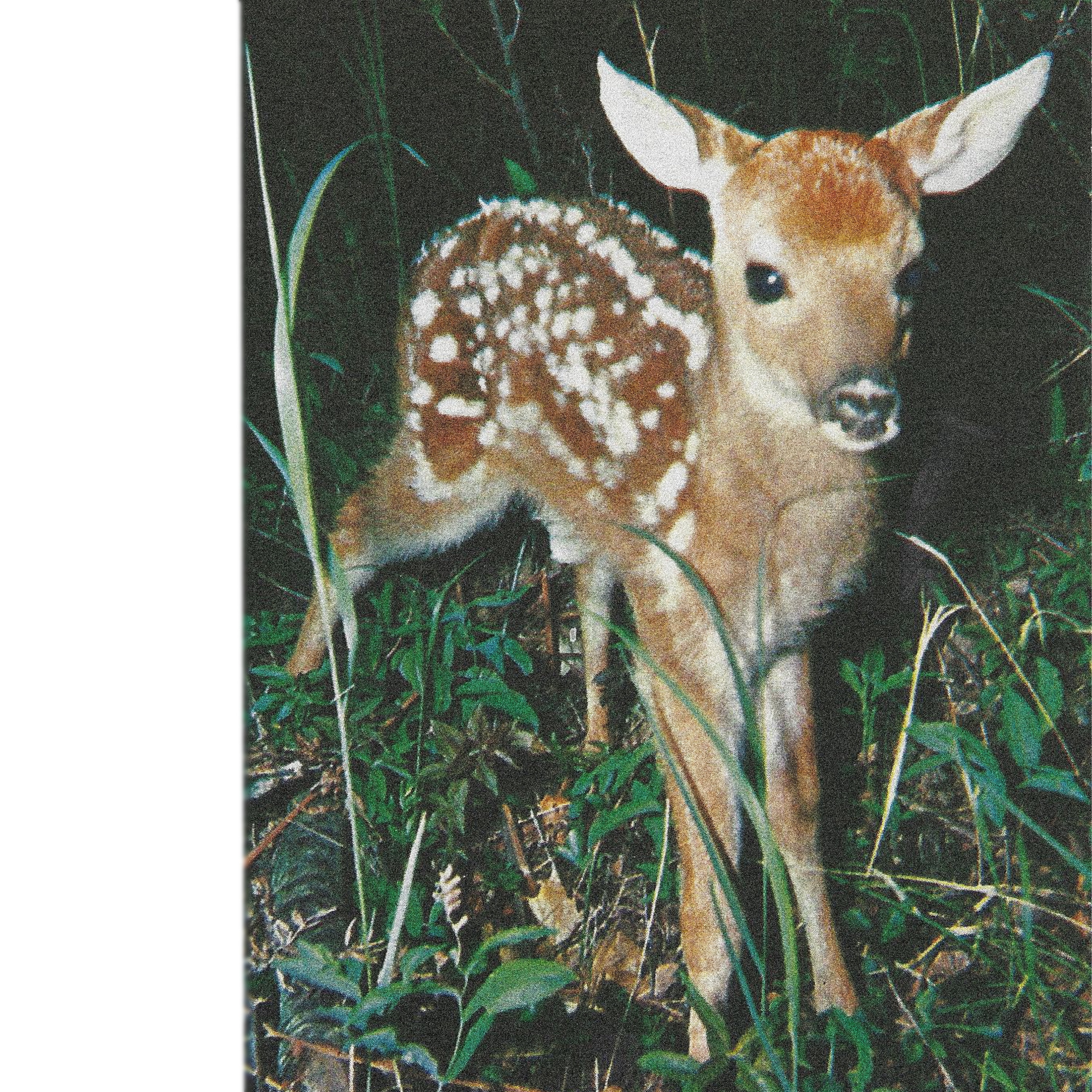 shelter in the cocoon - Single album cover