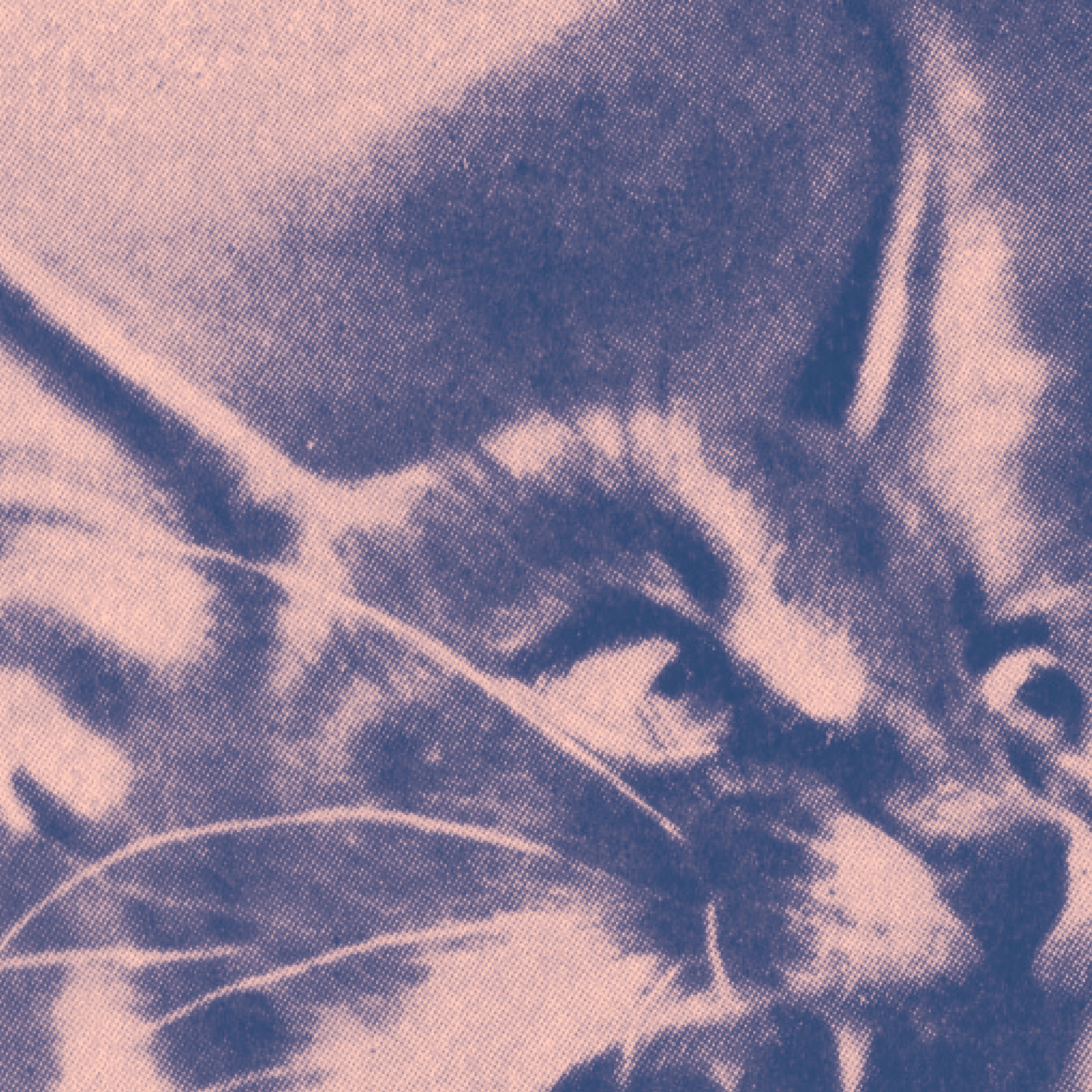 Split Single - Single album cover