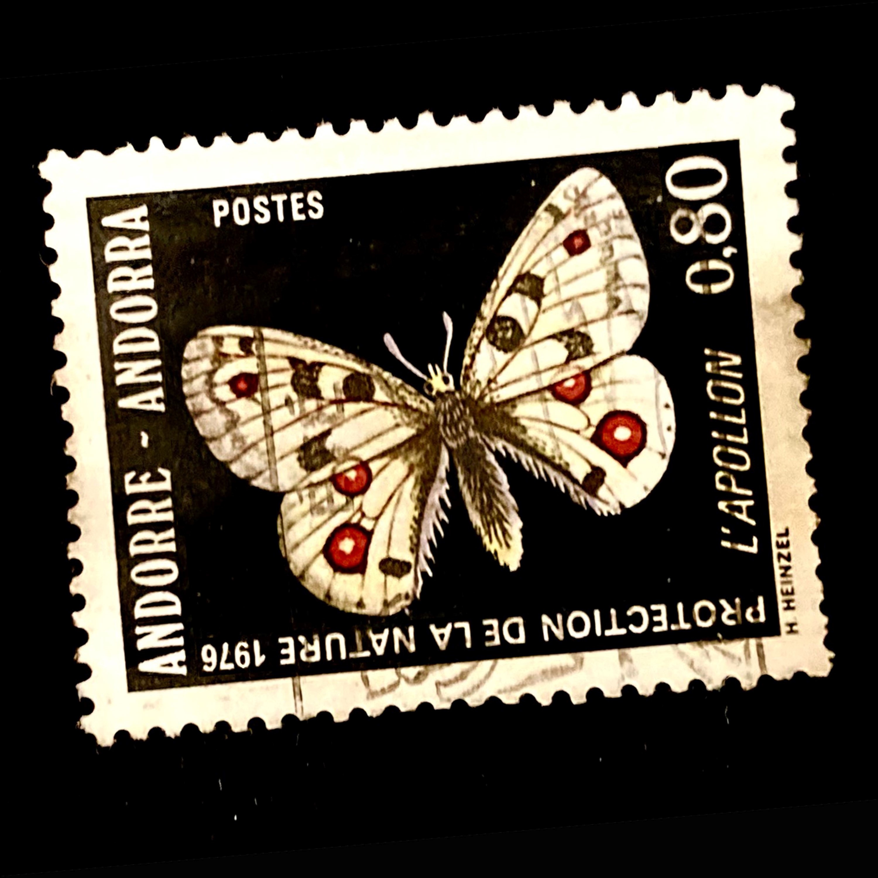 Witte Vlinder - Single album cover