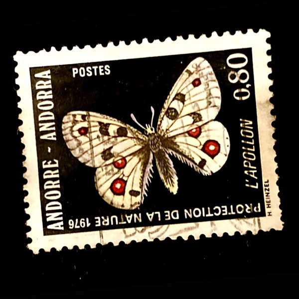 Witte Vlinder - Single album cover