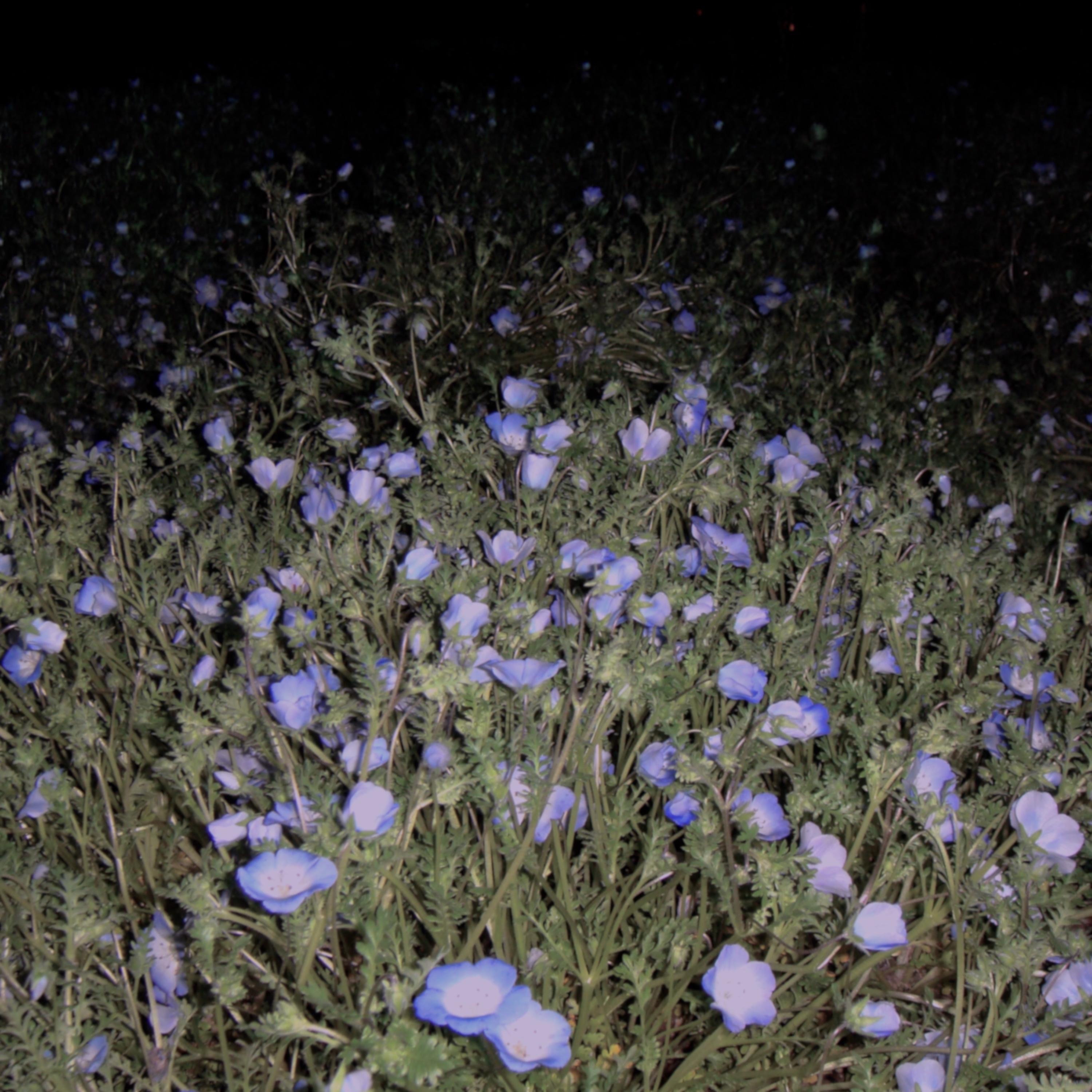 adoration - Single album cover