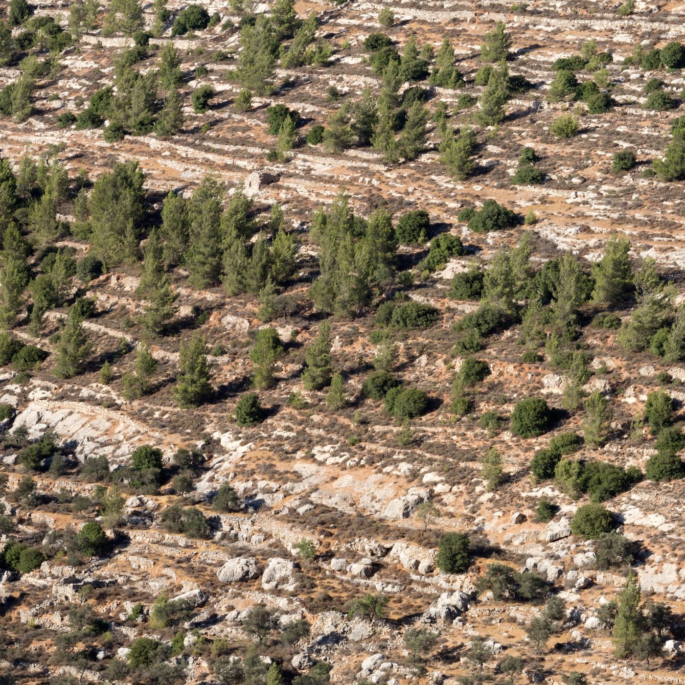 Cremisan: Prologue To A Blade - Single album cover