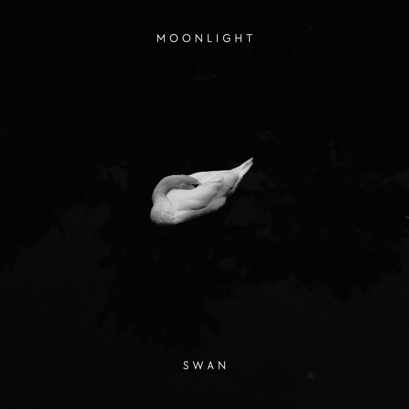 Swan - Single album cover