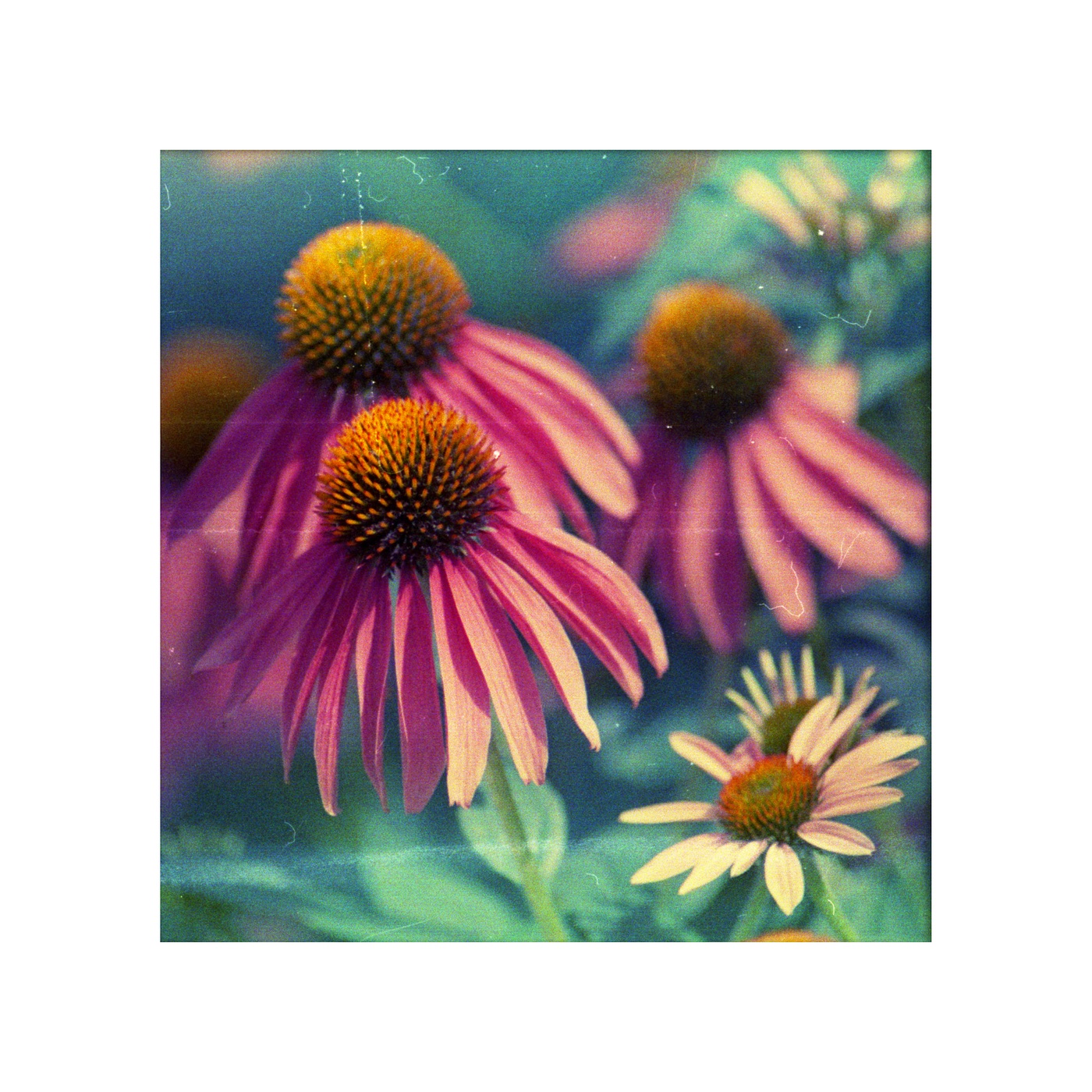 Love Like Raindrops Made of Light album cover