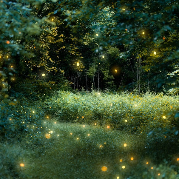 優しい森で奏でる夜まったりとかけ流し心安らぐエモピアノ album cover