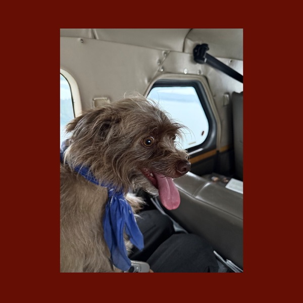 Seaplane Dog album cover