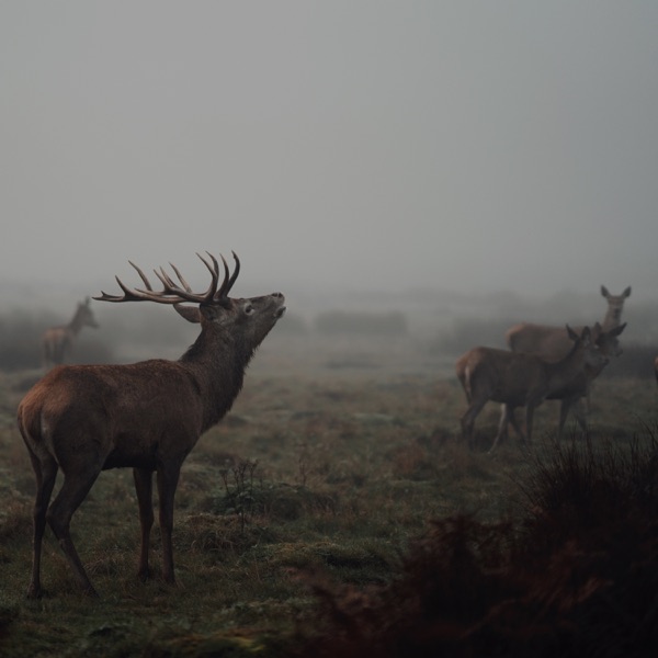 Revenant (Slowed) album cover