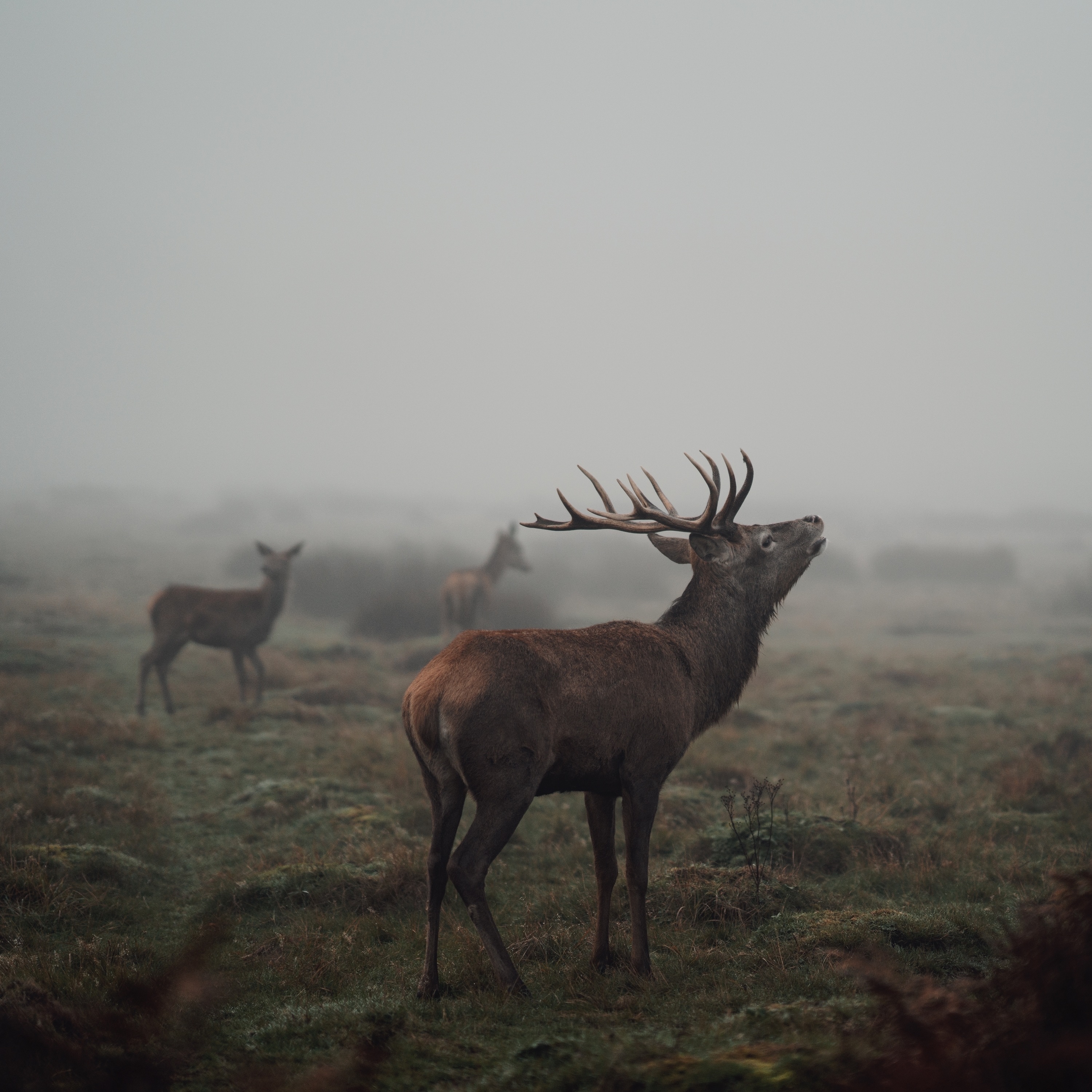 Revenant album cover