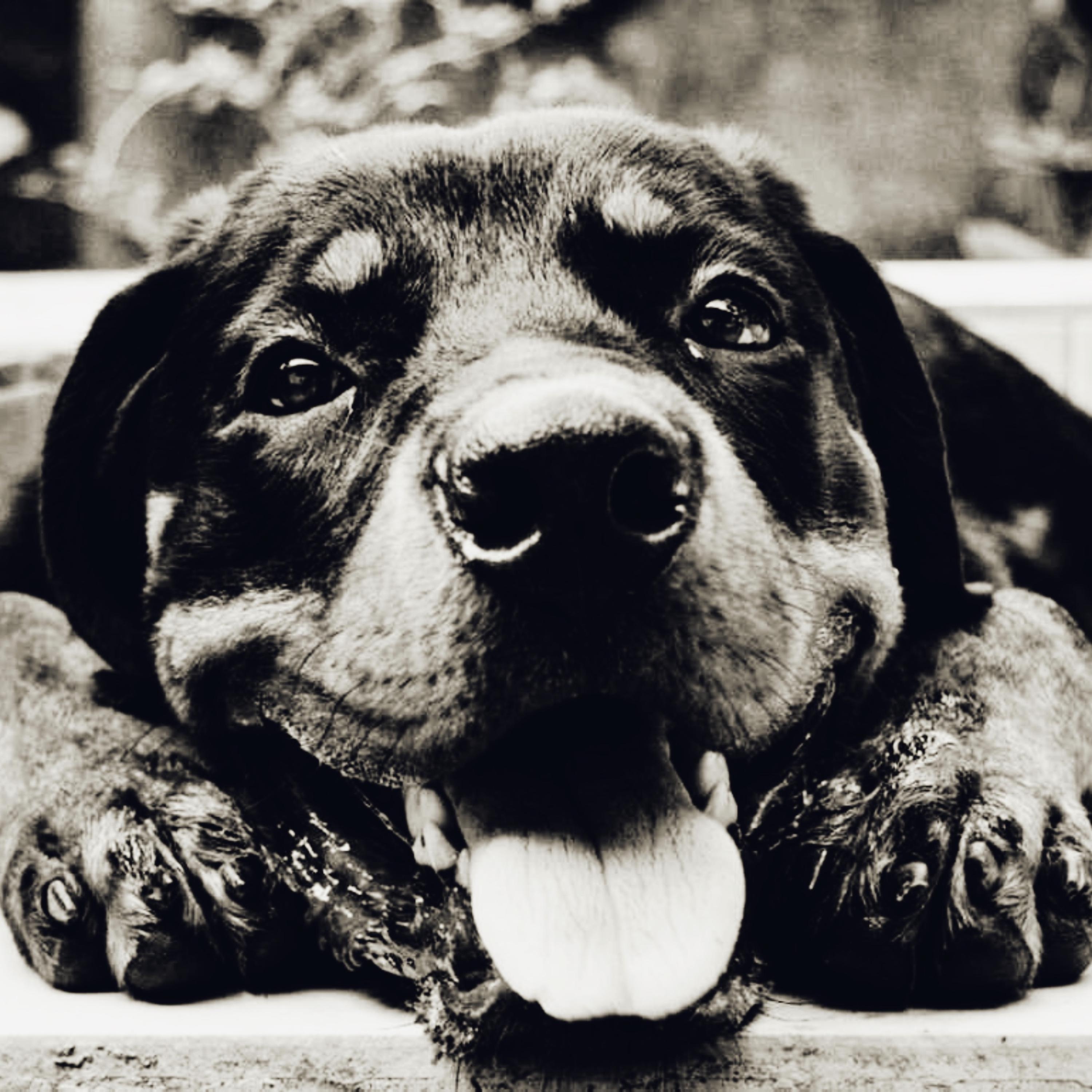 Big Dawg (feat. 1K Phew) - Single album cover