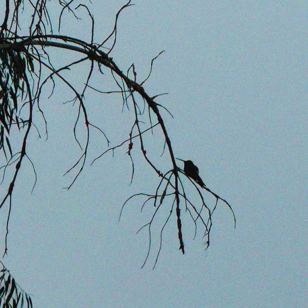 can’t find my way home album cover