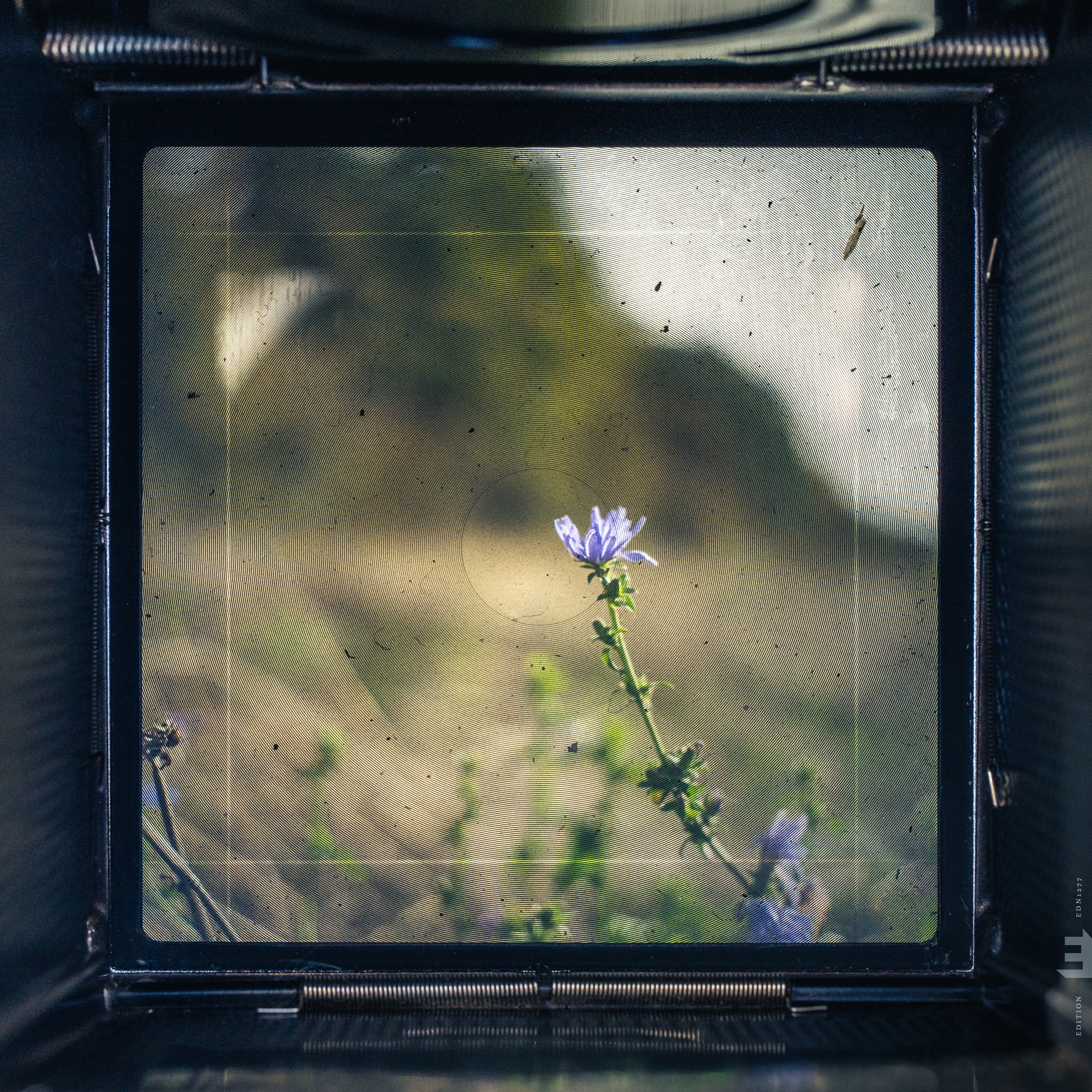 ViewFinder: Nature's Ratio - Single album cover