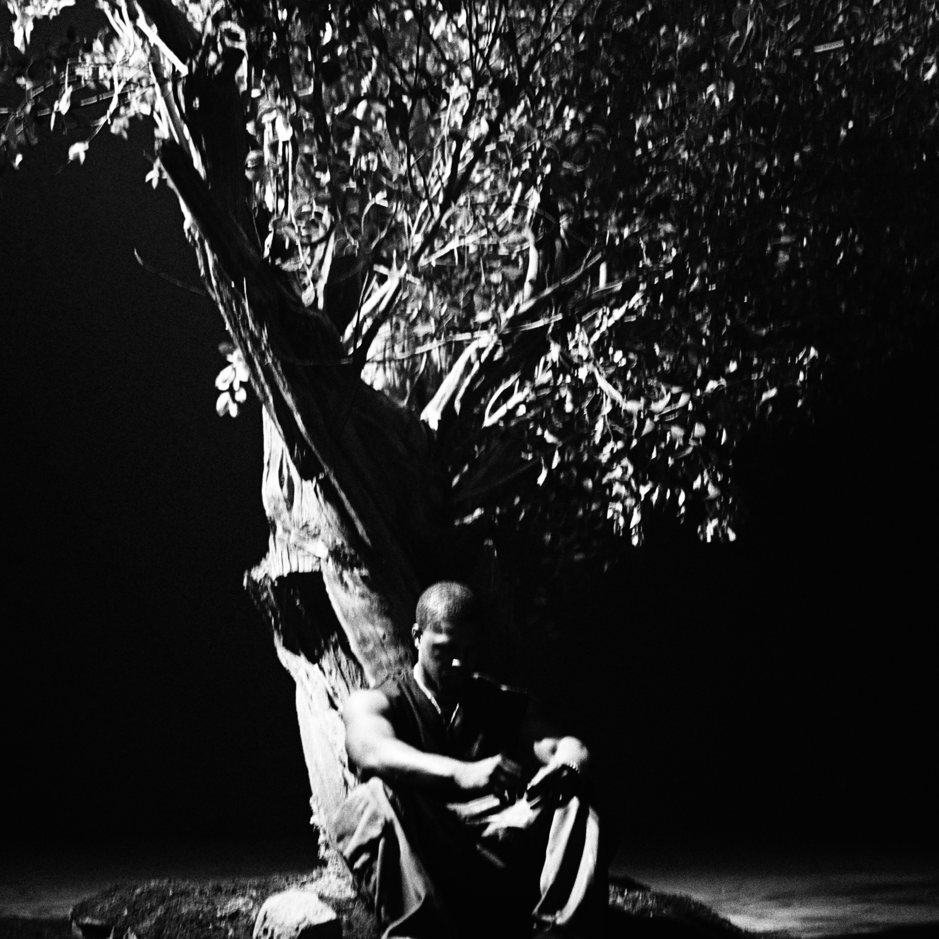 Sycamore Tree - Single album cover