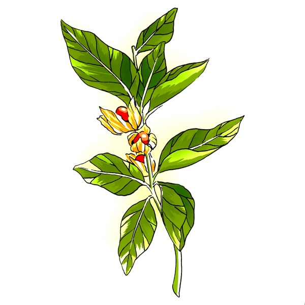 ASHWAGANDHA - Single album cover