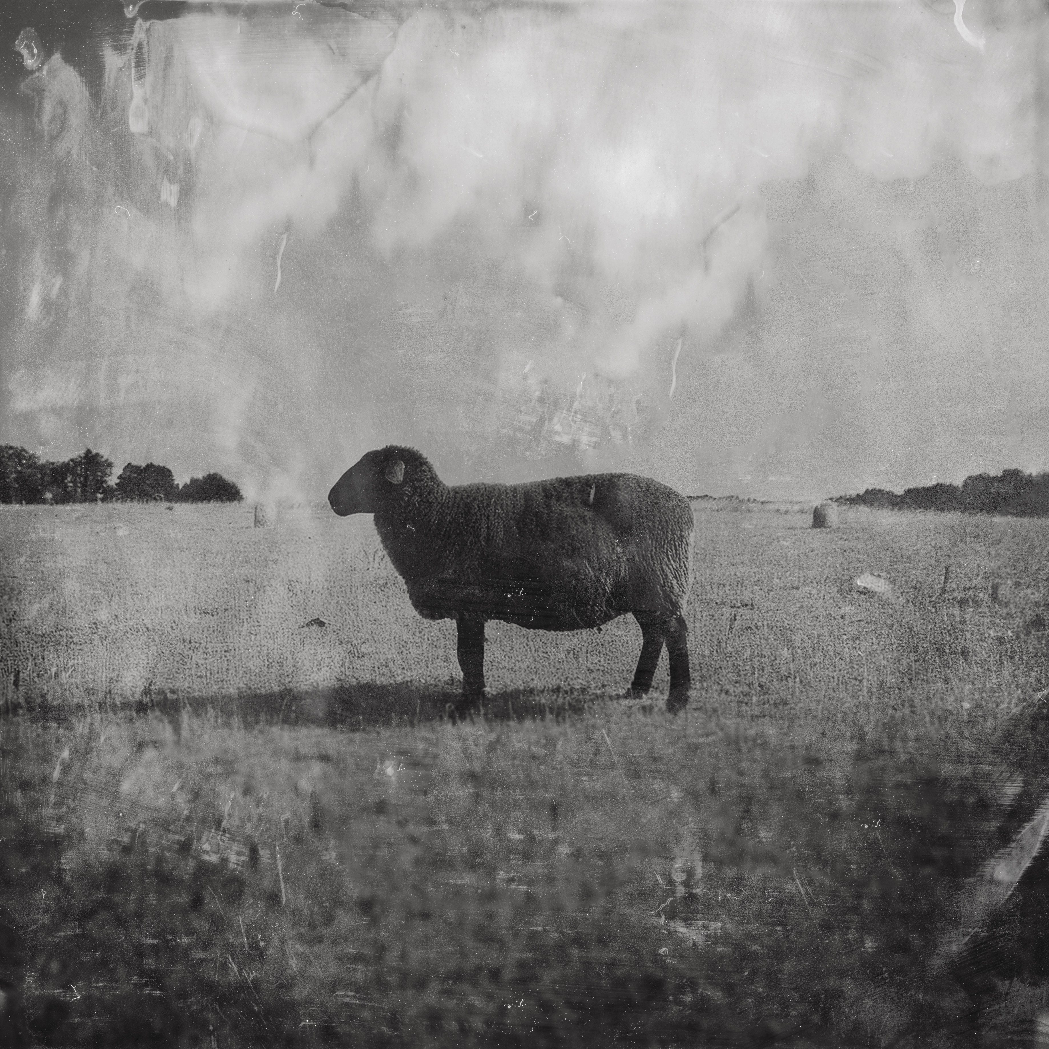 Black Sheep - Single album cover