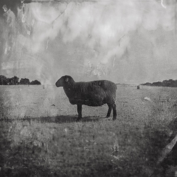 Black Sheep - Single album cover