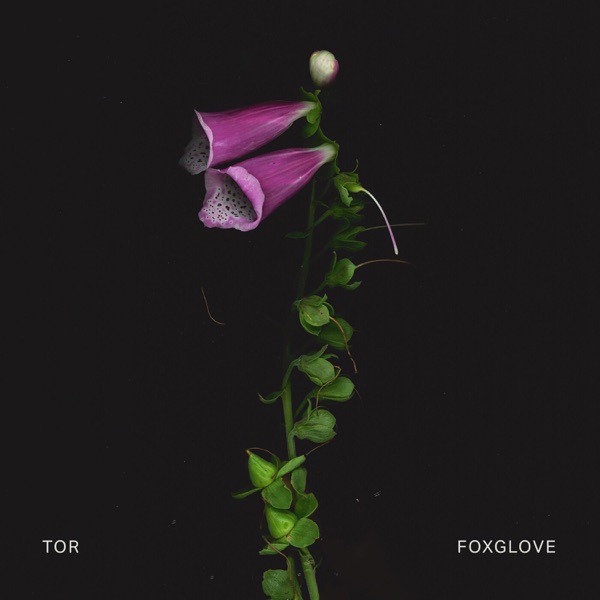 Foxglove - Single album cover