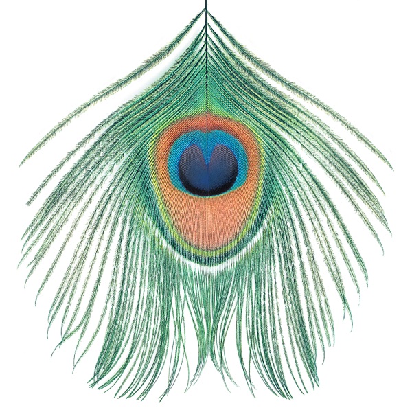 Apple Venus, Vol. 1 album cover