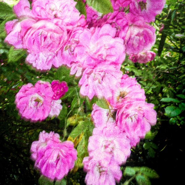 PARADISO #2 - La Roseraie de Morailles - Single album cover