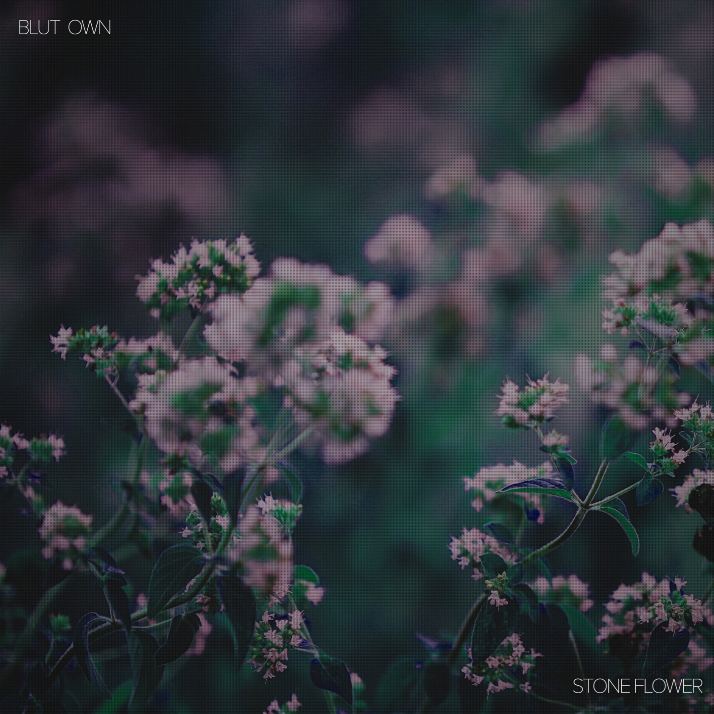 Stone Flower - Single album cover