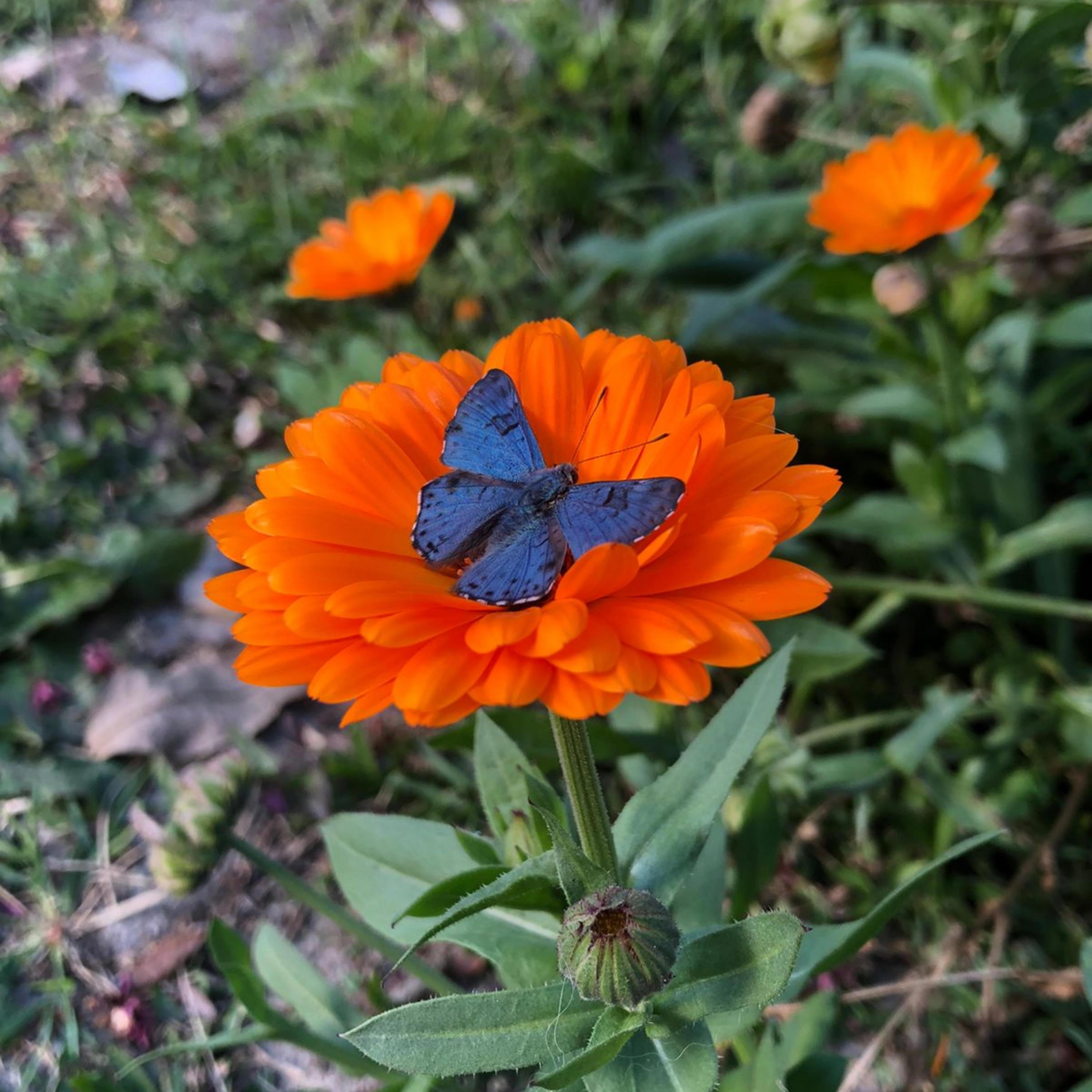 transformo, em flores, espinhos cerrados - EP album cover