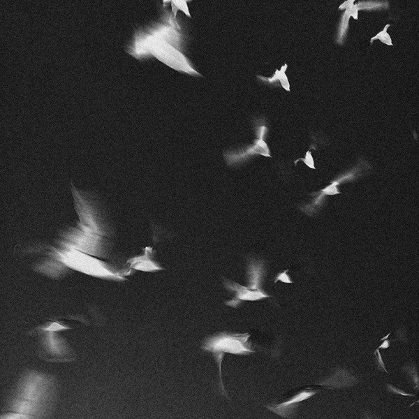 Vuelo - Single album cover