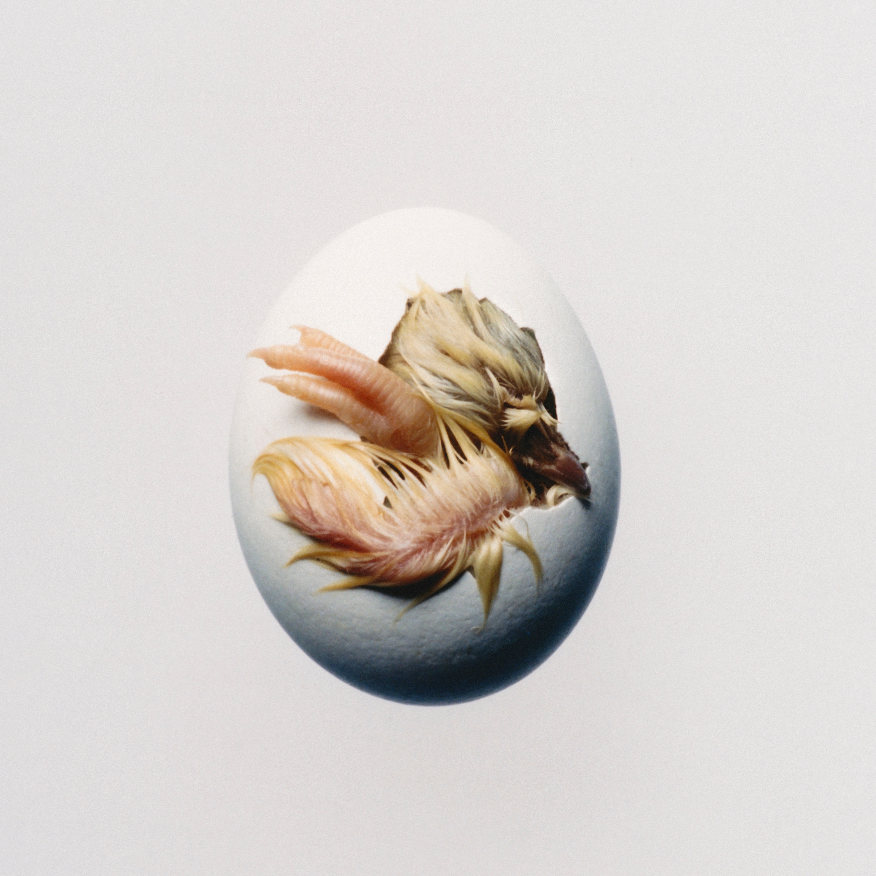 SWALLOW! album cover