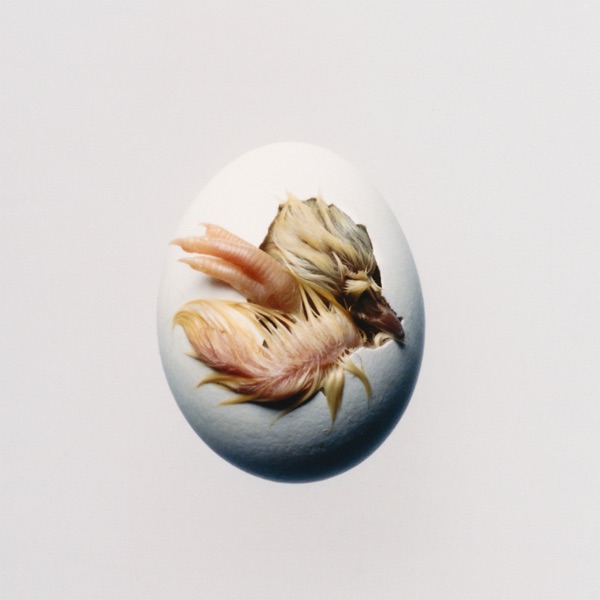SWALLOW! album cover