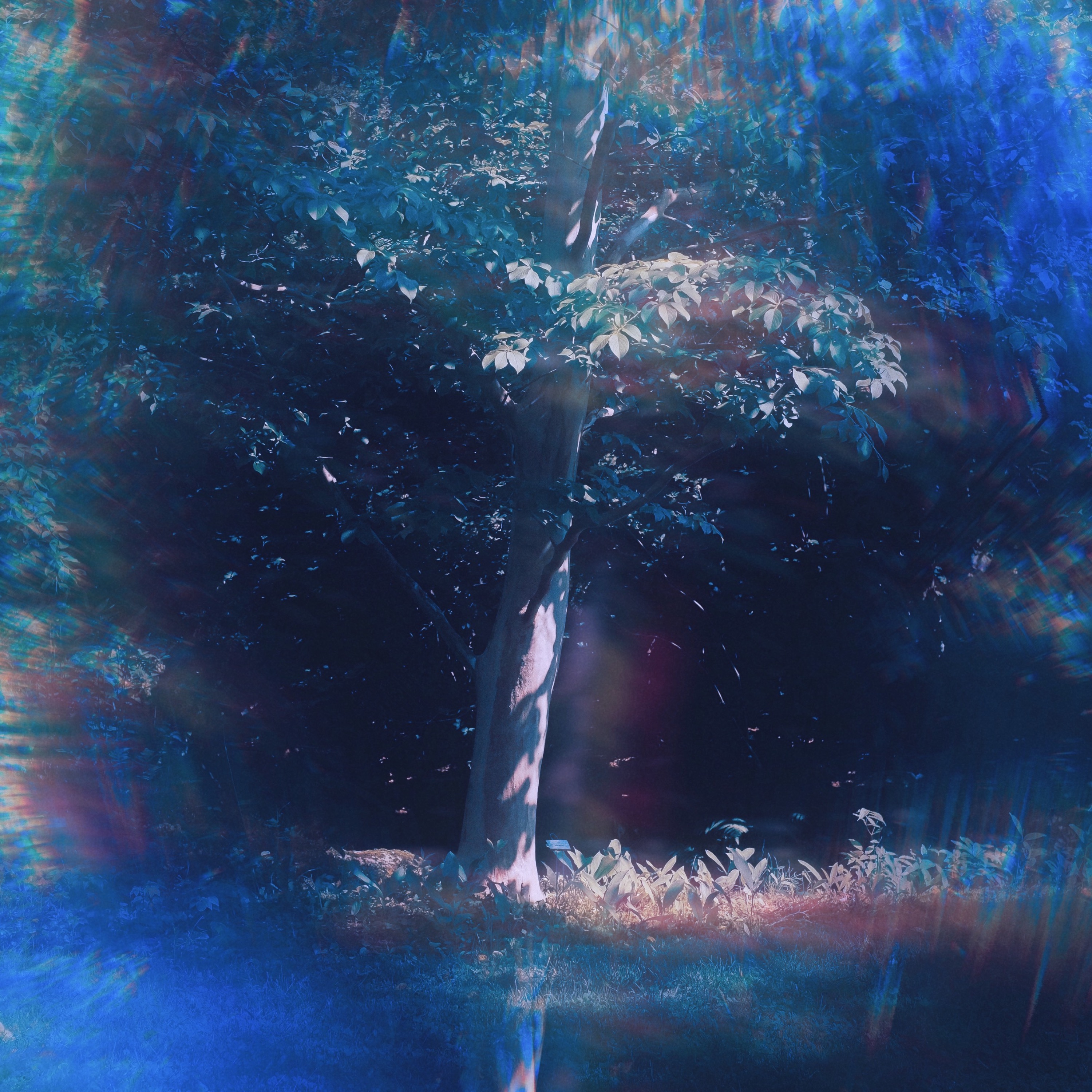 Indigo - Single album cover