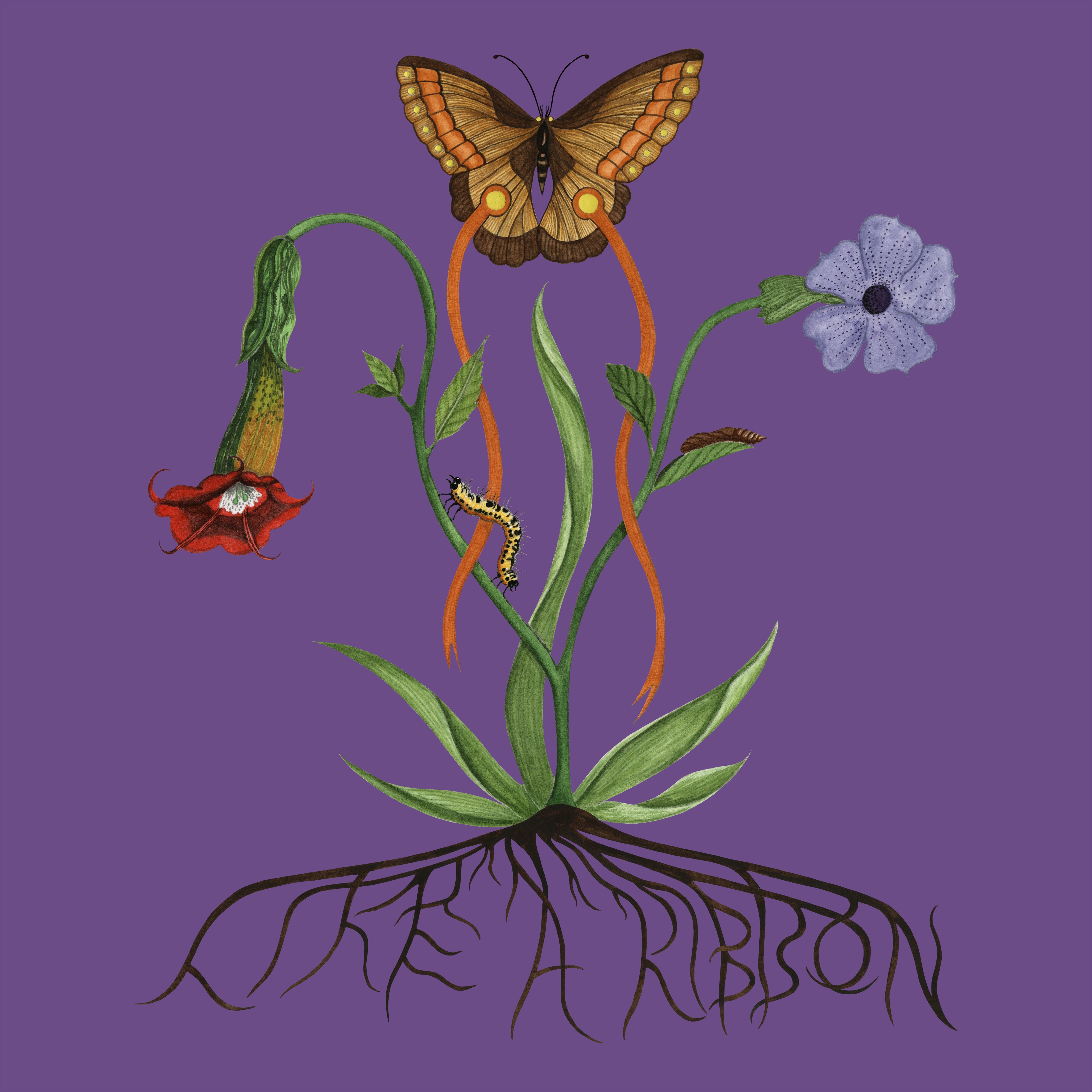 Like A Ribbon (Deluxe) album cover