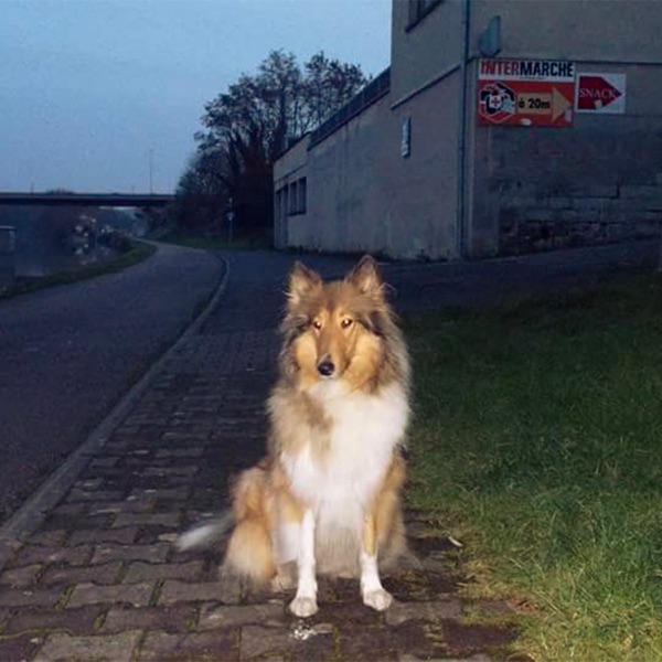 no goodbyes (feat. Orchid Mantis) - Single album cover