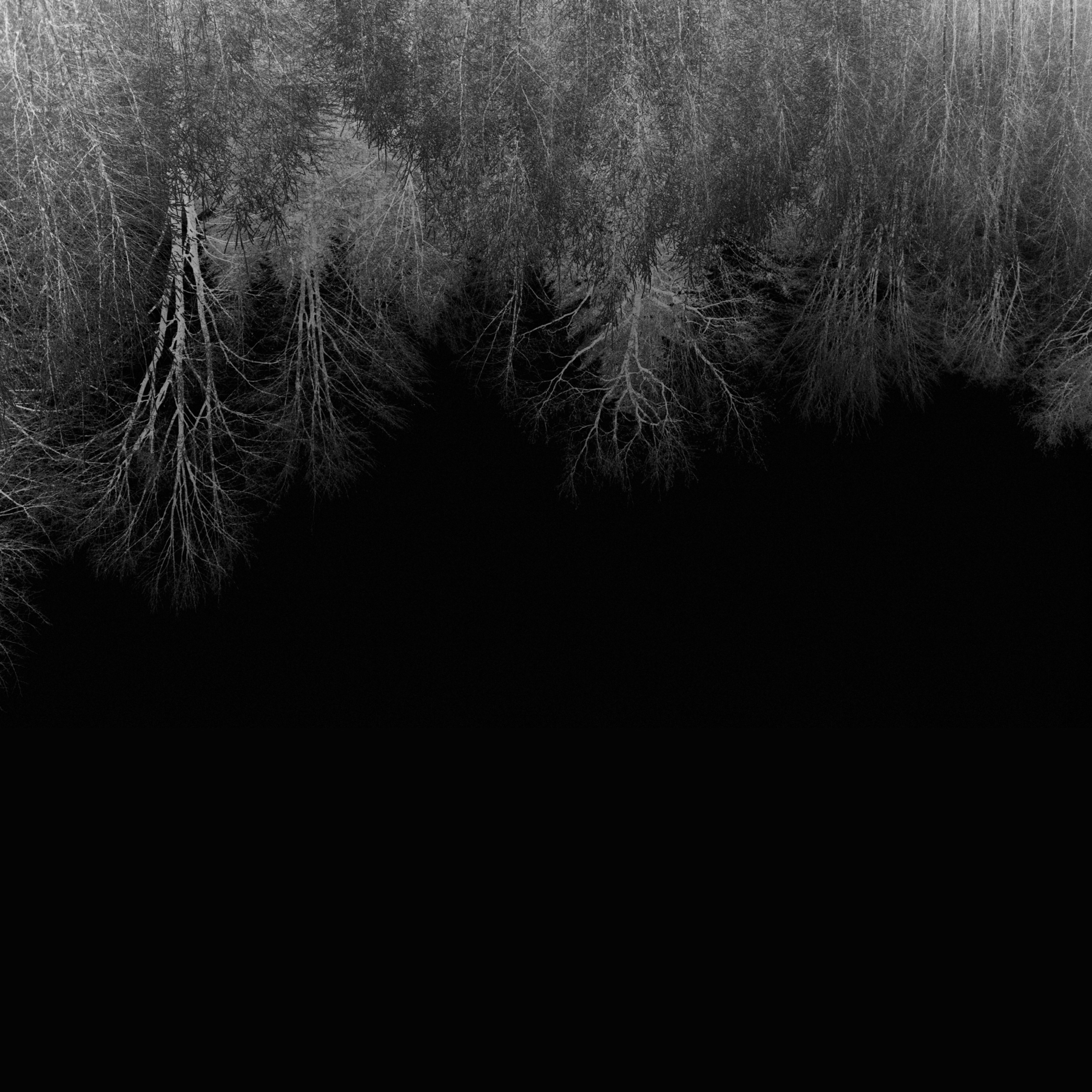 The Black Album album cover