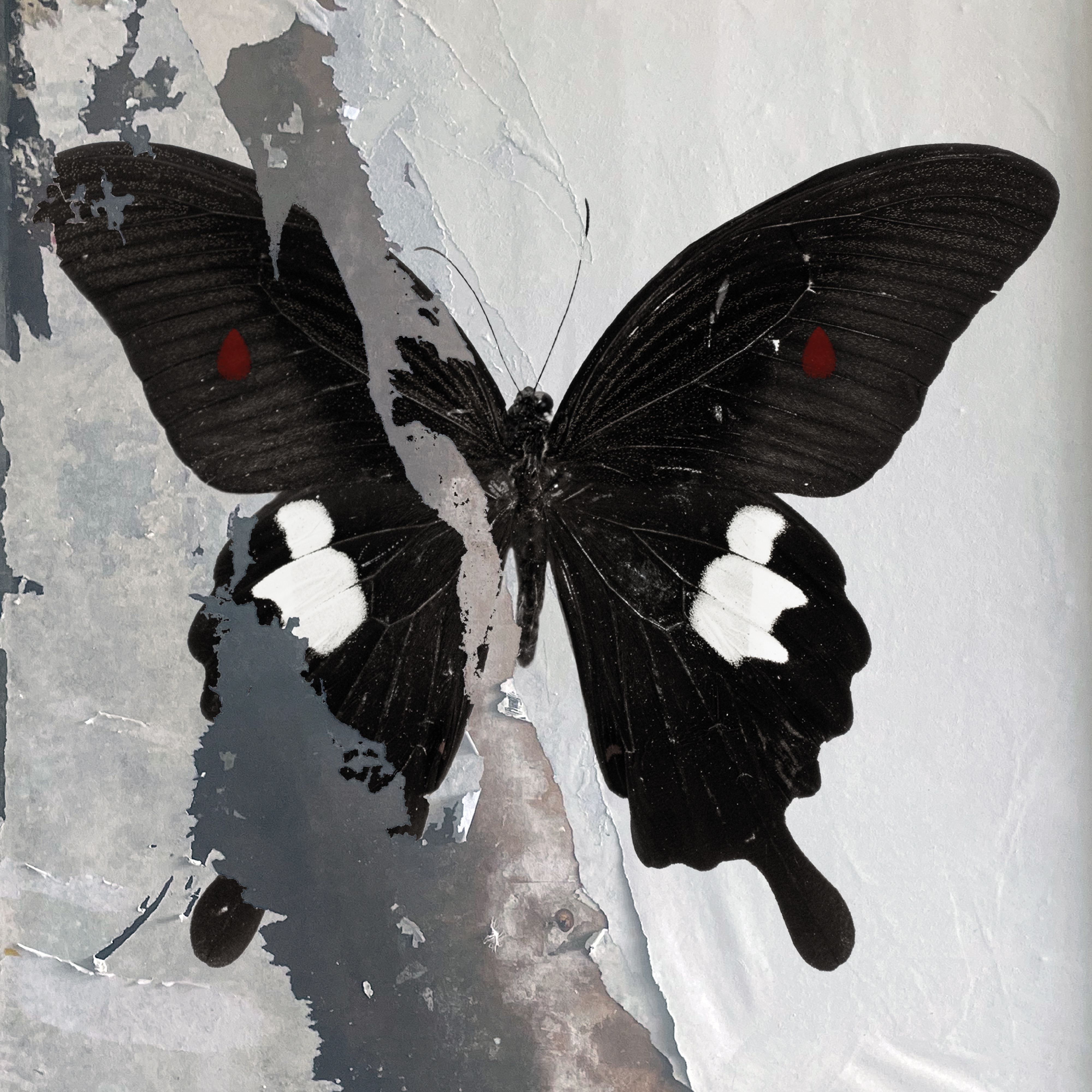 Paradise Now album cover