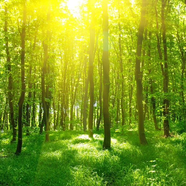 緩やかに優しい風吹く ピアノカフェ森林浴 album cover