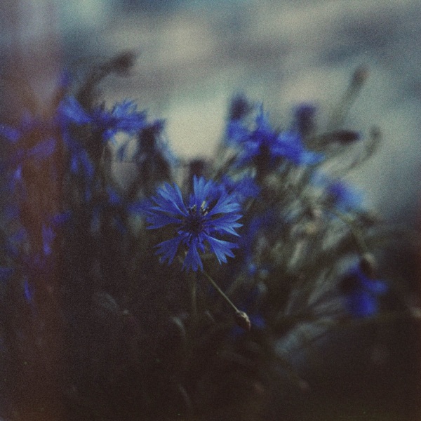 Nightflowers album cover