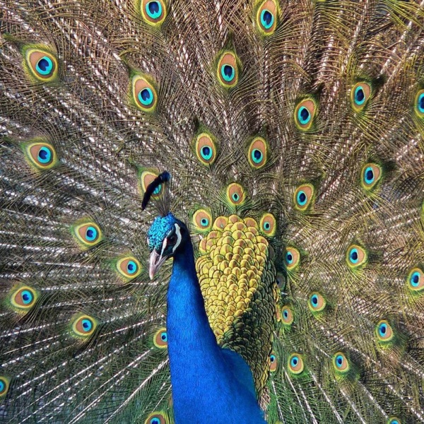 La danza de la realidad - Single album cover