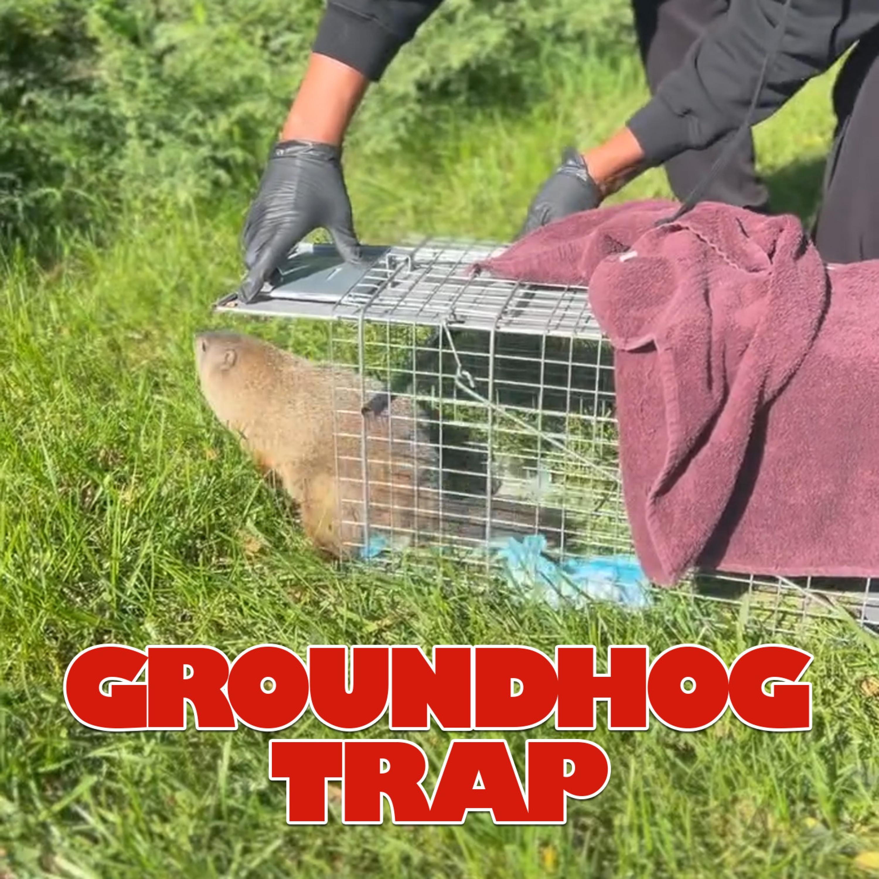 Groundhog Trap (feat. Masta Ace) - Single album cover