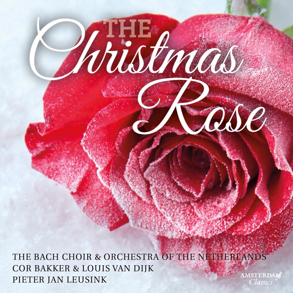 The Christmas Rose album cover