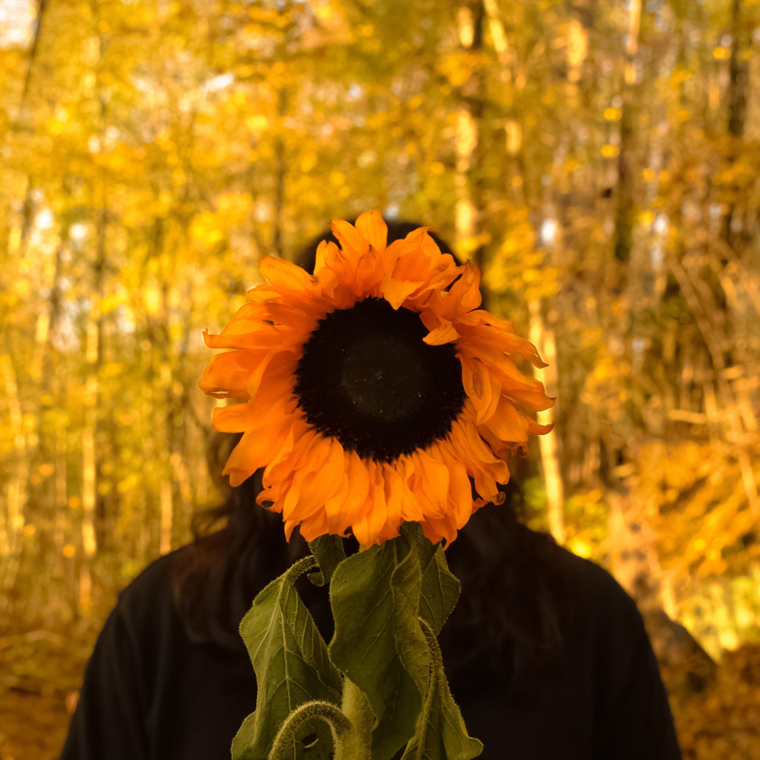 My Trembling Garden album cover