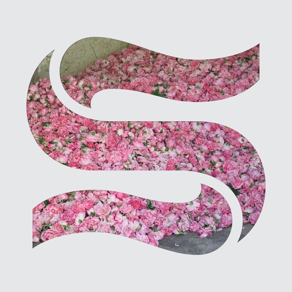 Elevation - Single album cover