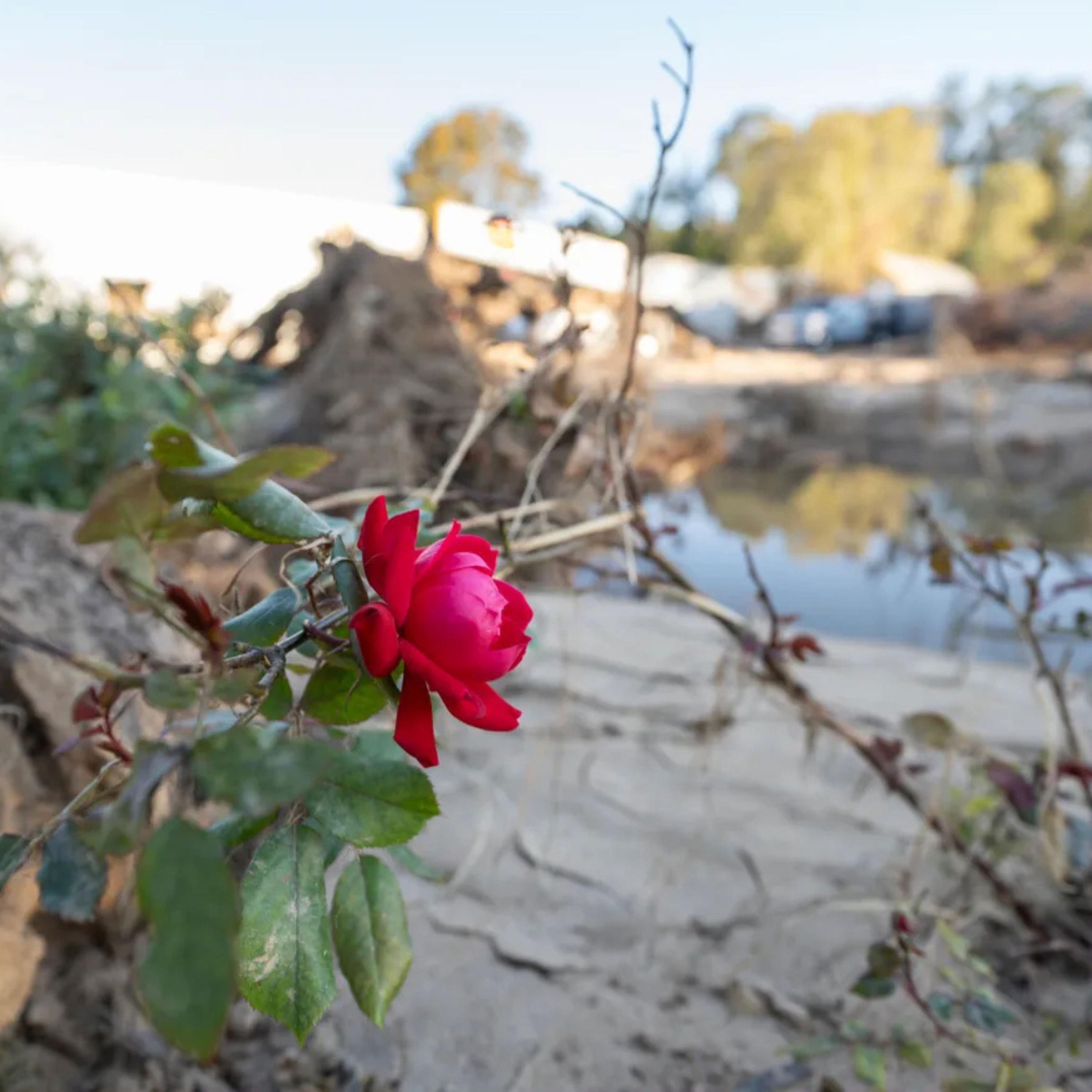 Hurricane - Single album cover