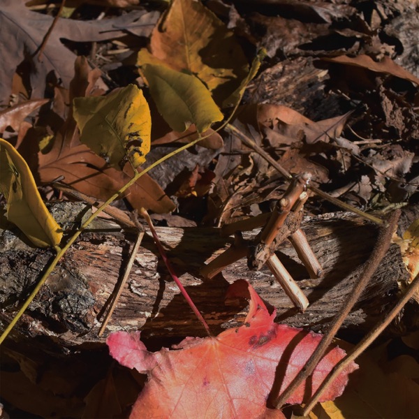 White Ditties album cover